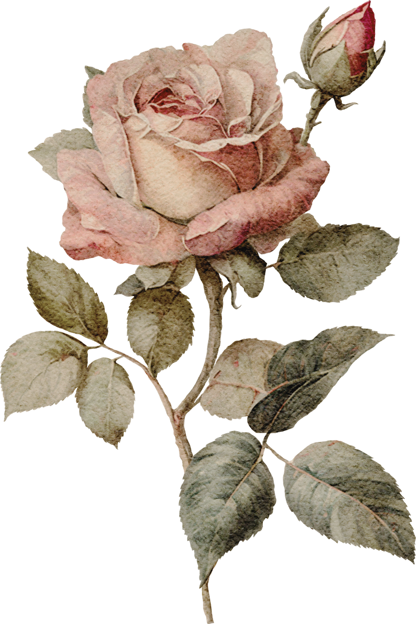 Vintage rose watercolour